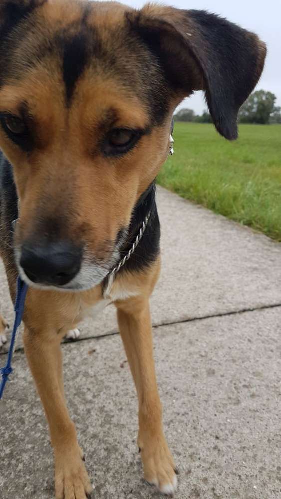 Hundetreffen-Gassirunde Karower Teiche-Profilbild