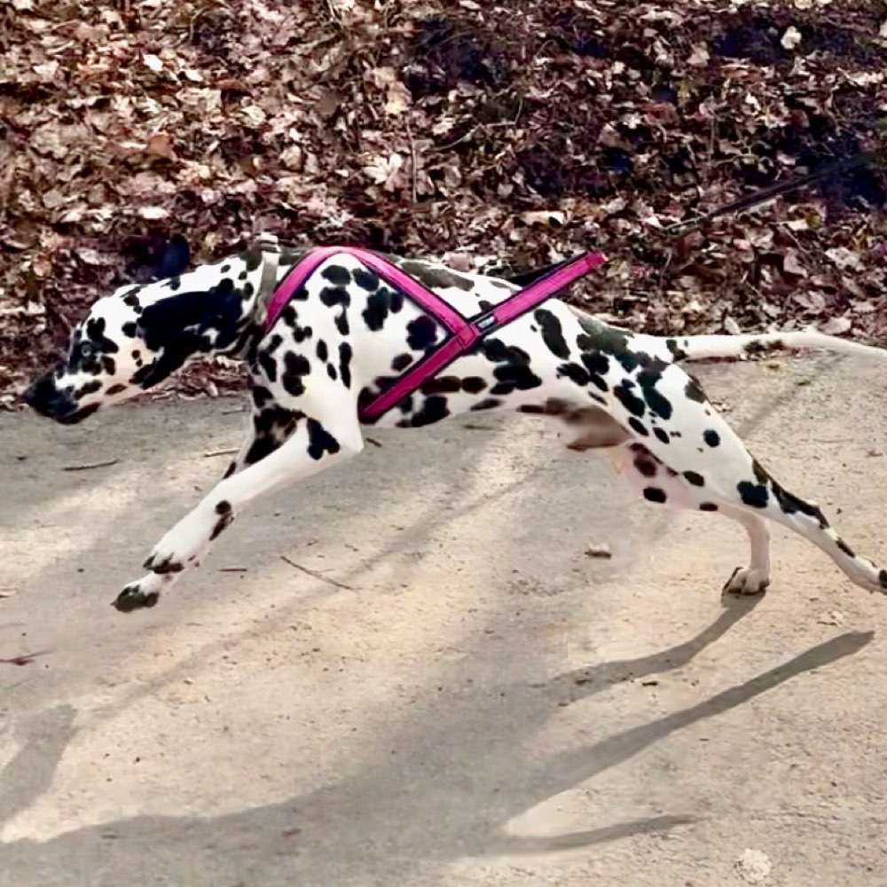 Hundetreffen-Canicross / Bikejöring im Geistinger Wald-Profilbild