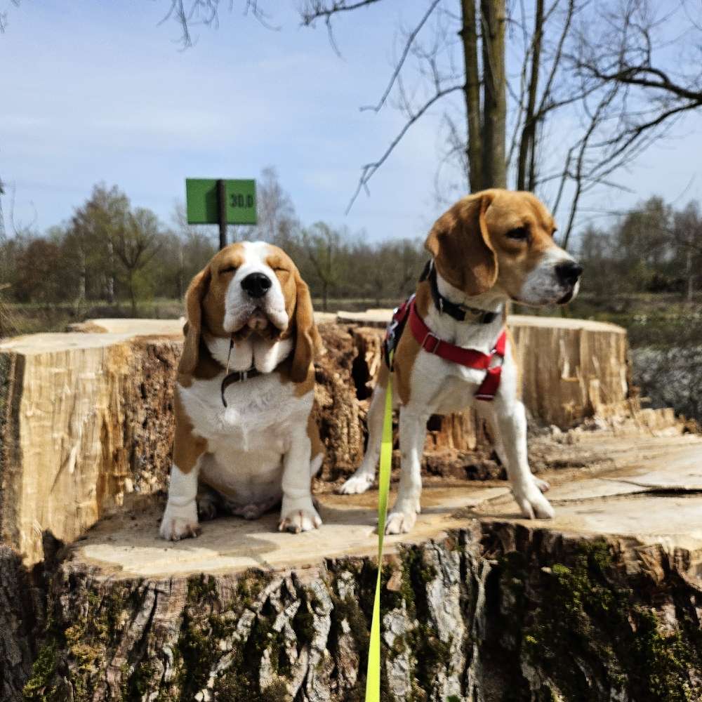 Hundetreffen-Beagle-Profilbild