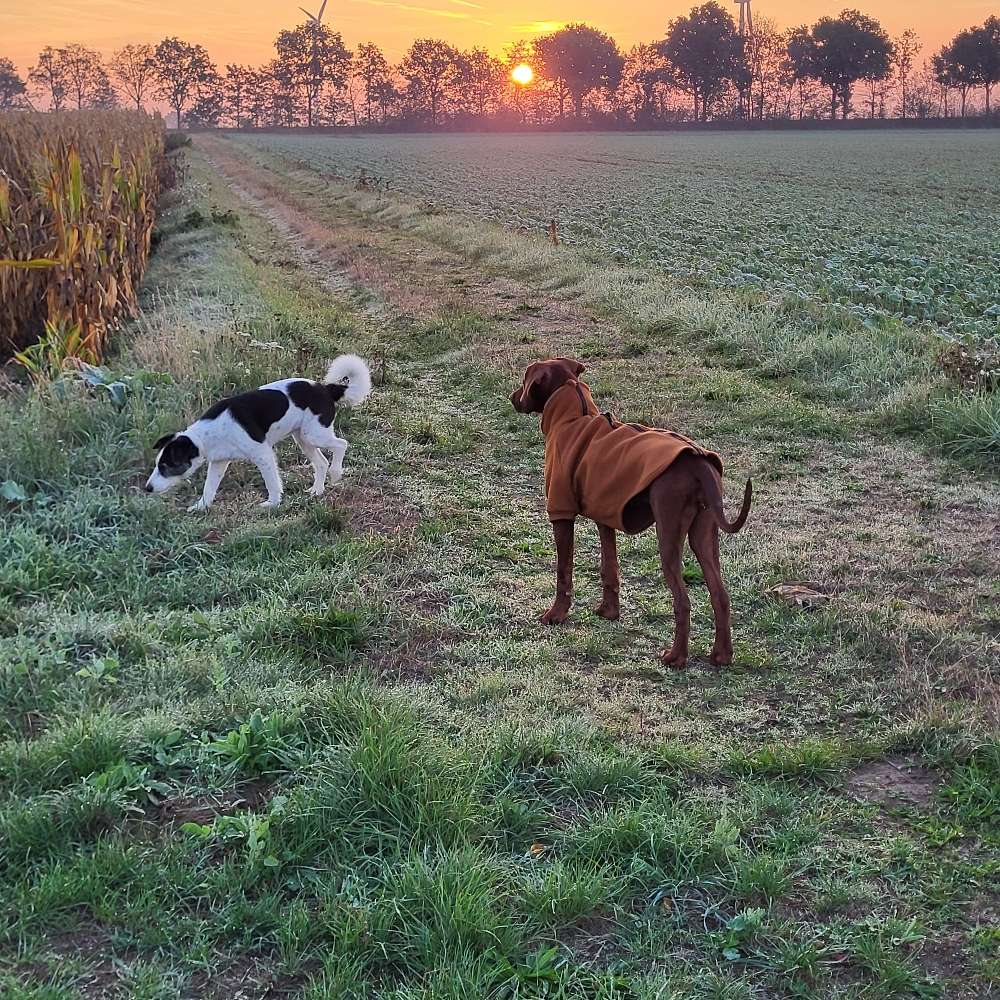 Hundetreffen-Junghunde, Spieltreffen, Gassirunde-Profilbild