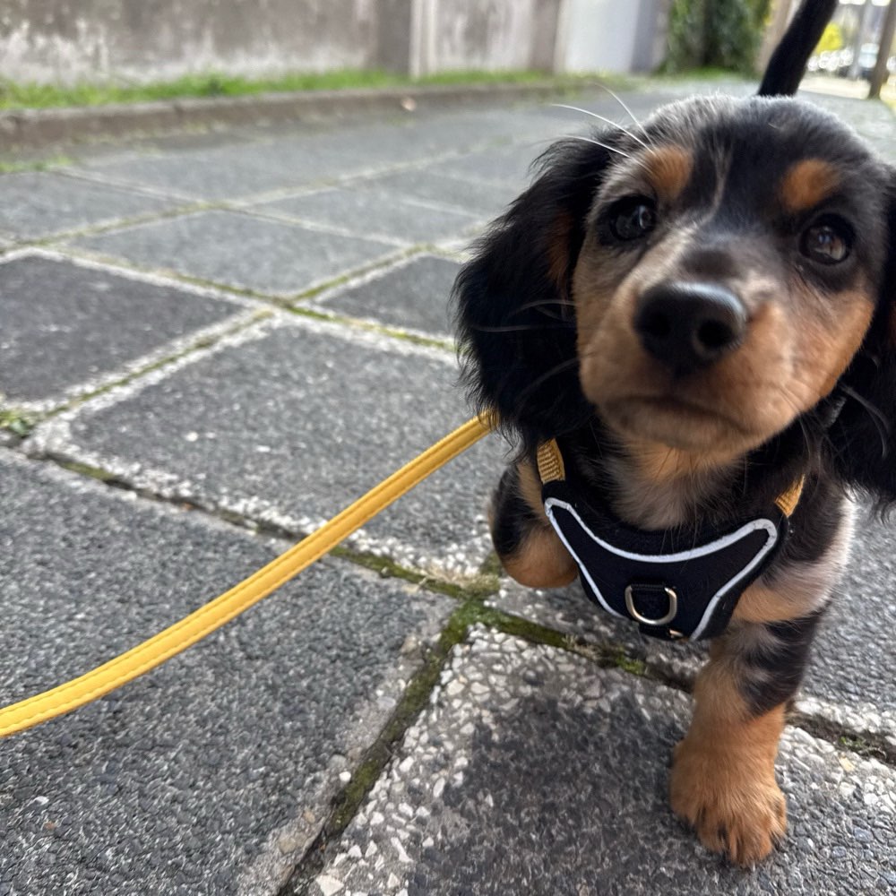 Hundetreffen-Voll Verdackelt-Profilbild