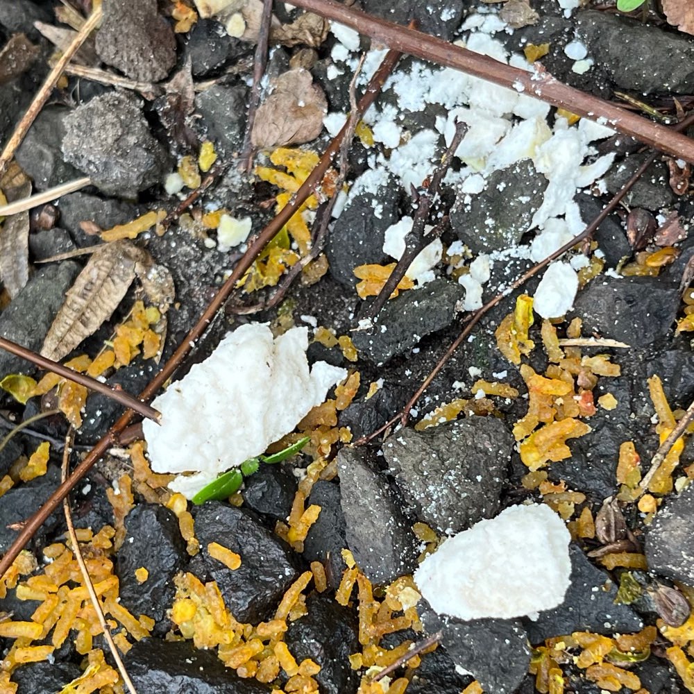 Giftköder-Weißes klumpiges Pulver-Profilbild