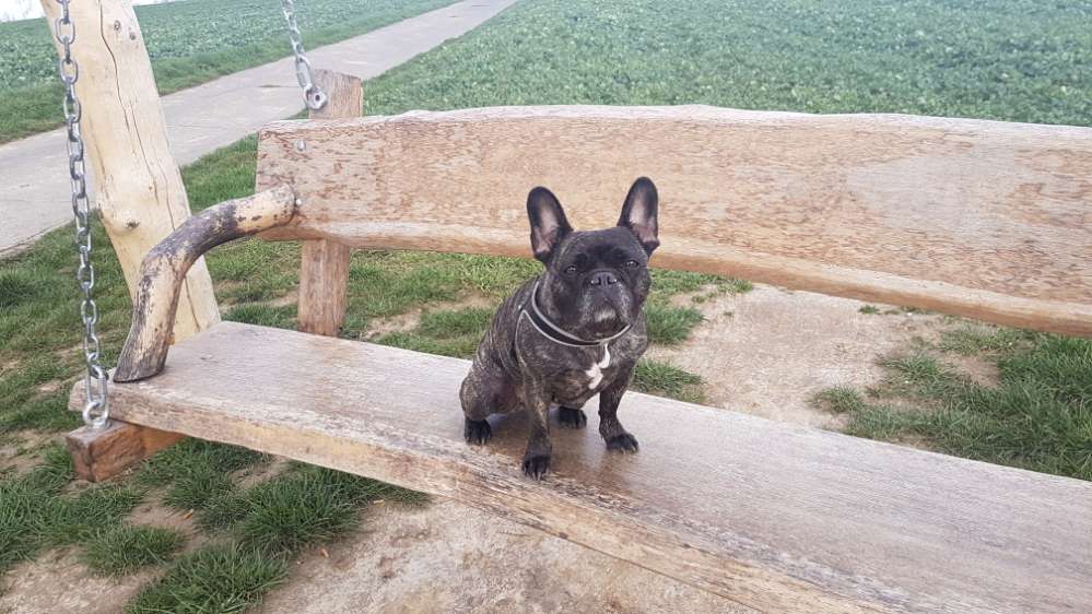 Hundetreffen-Große Runde Bettendorfer Wald-Profilbild