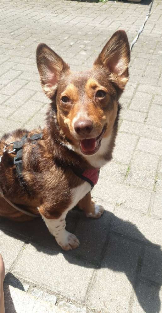 Hundetreffen-Powerpaket sucht Kumpel-Profilbild