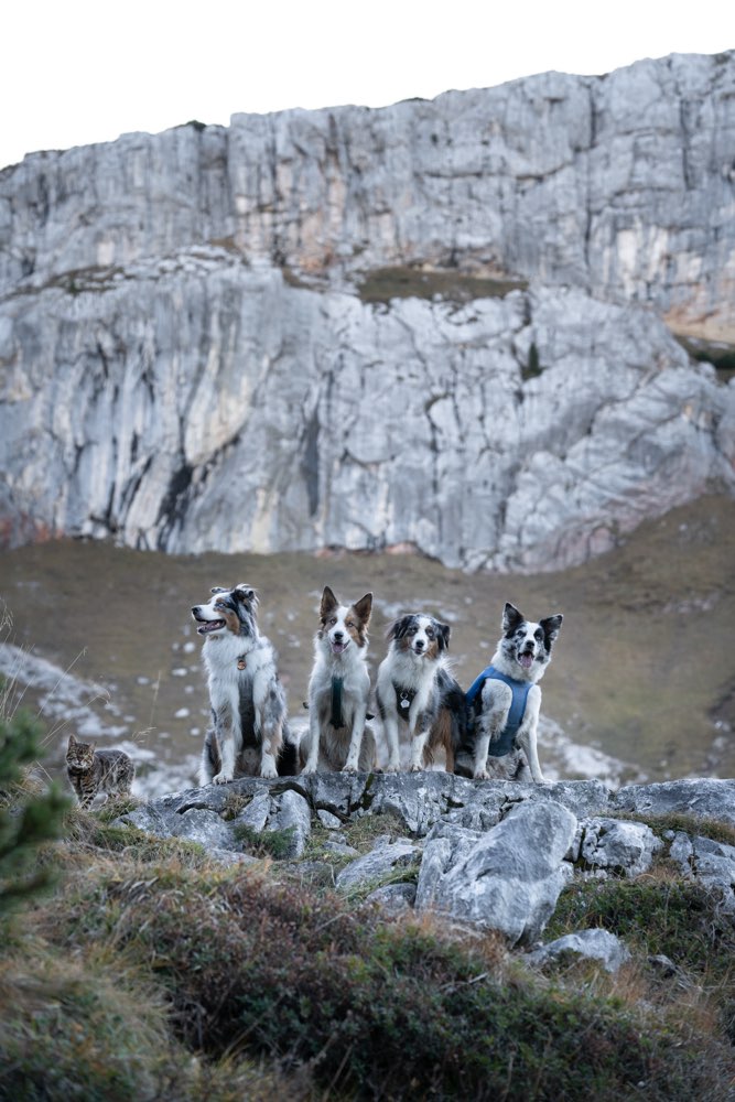 Hundetreffen-Laufen/Wandern mit Hund-Profilbild