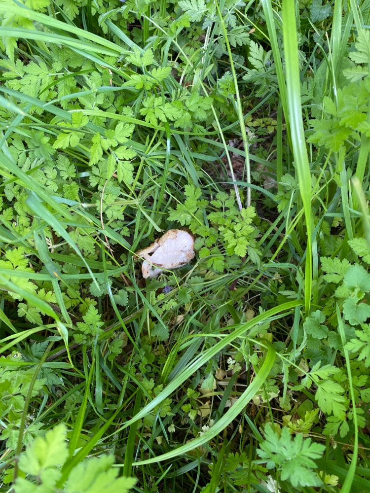 Giftköder-Fleischstücke überall an der Rur-Profilbild