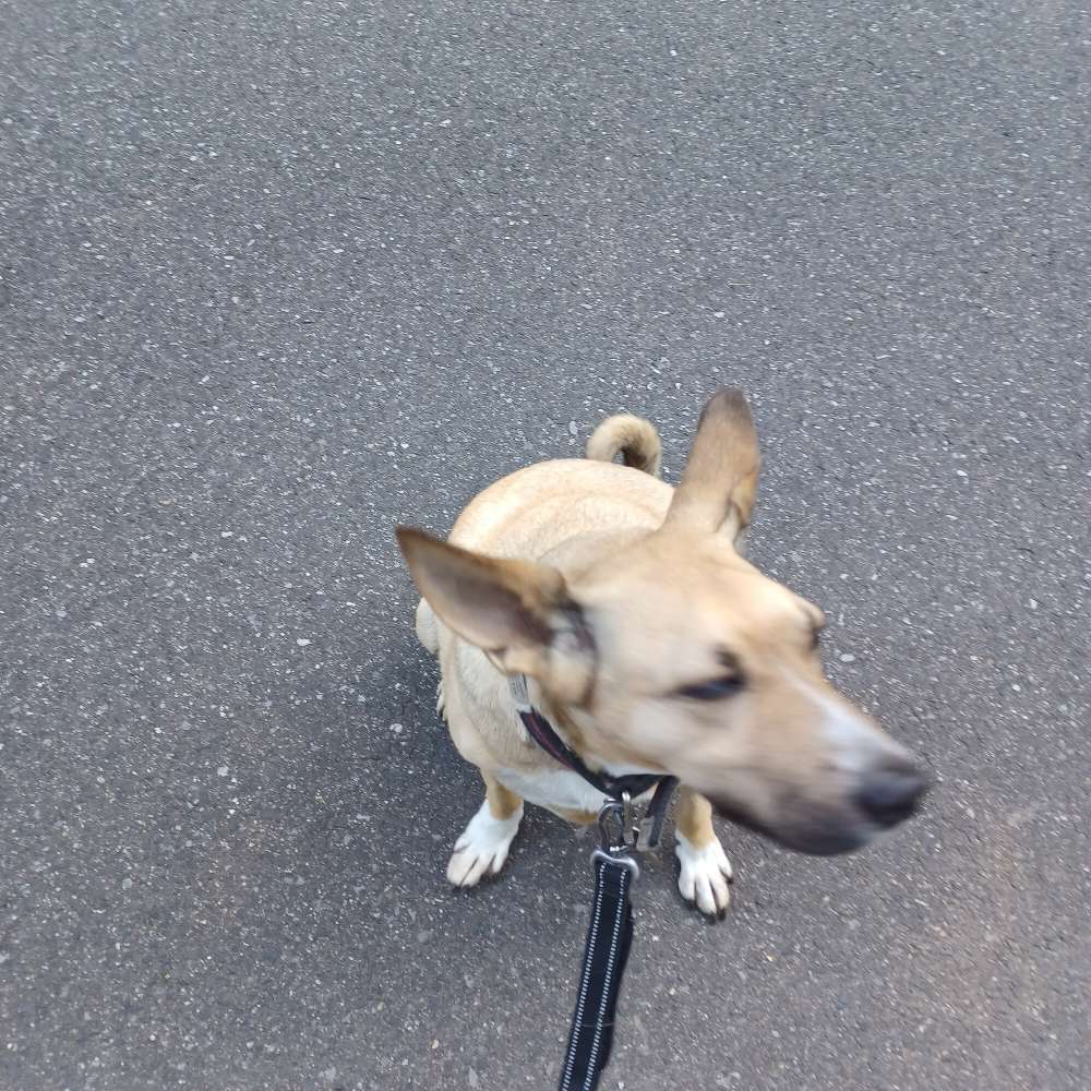 Hundetreffen-Sky-Profilbild