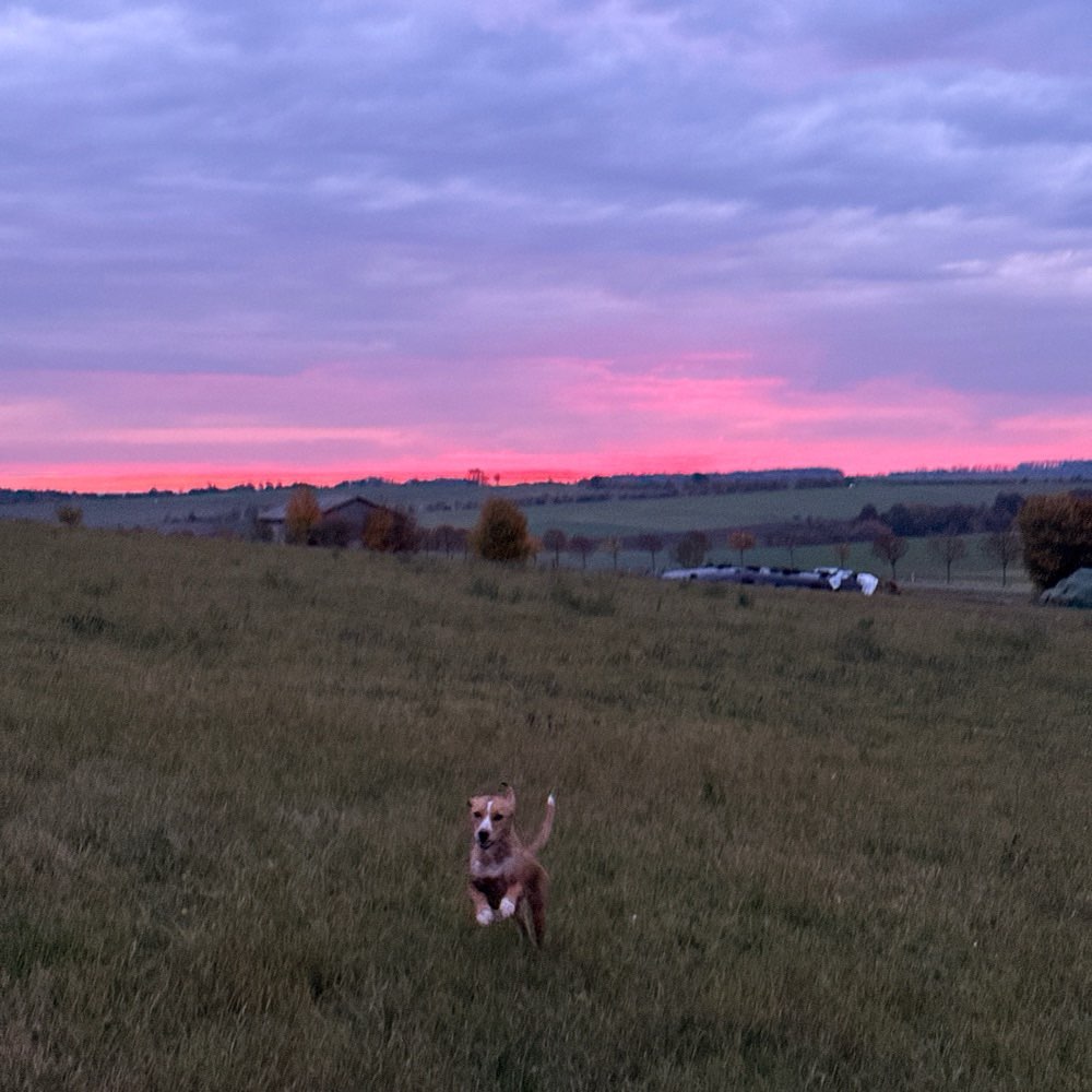 Hundetreffen-Spazieren/Wandern-Profilbild