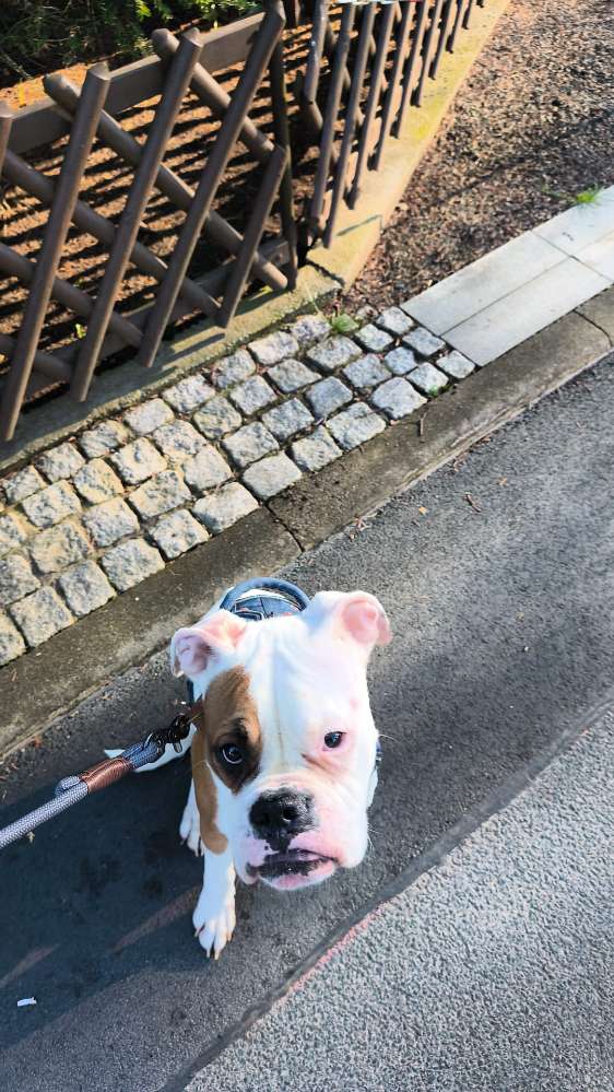 Hundetreffen-Spielgefährte gesucht-Profilbild