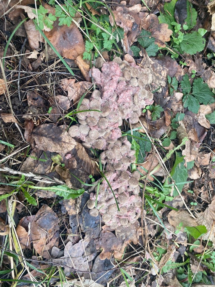 Giftköder-Möglicher Giftköder-Profilbild