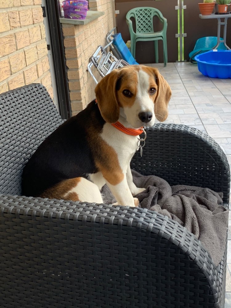 Hundetreffen-Spieletreff in Elsen-Profilbild