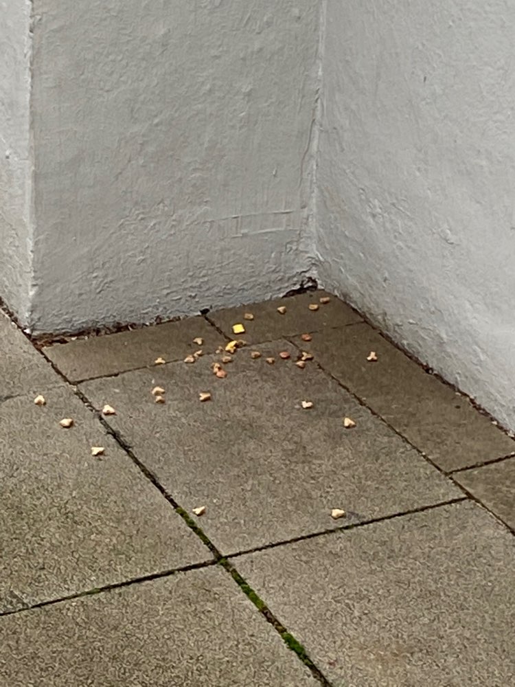 Giftköder-Giftköder-Profilbild