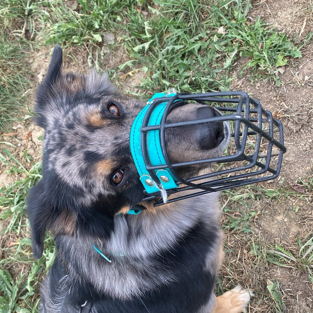 Hundetreffen-Gassirunde / Begegnungstraining-Profilbild