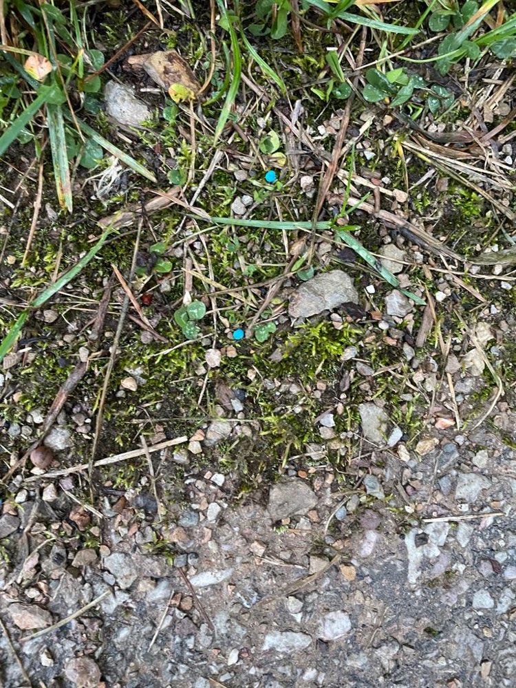 Giftköder-Eventuell Gift oder Blaukorn-Profilbild