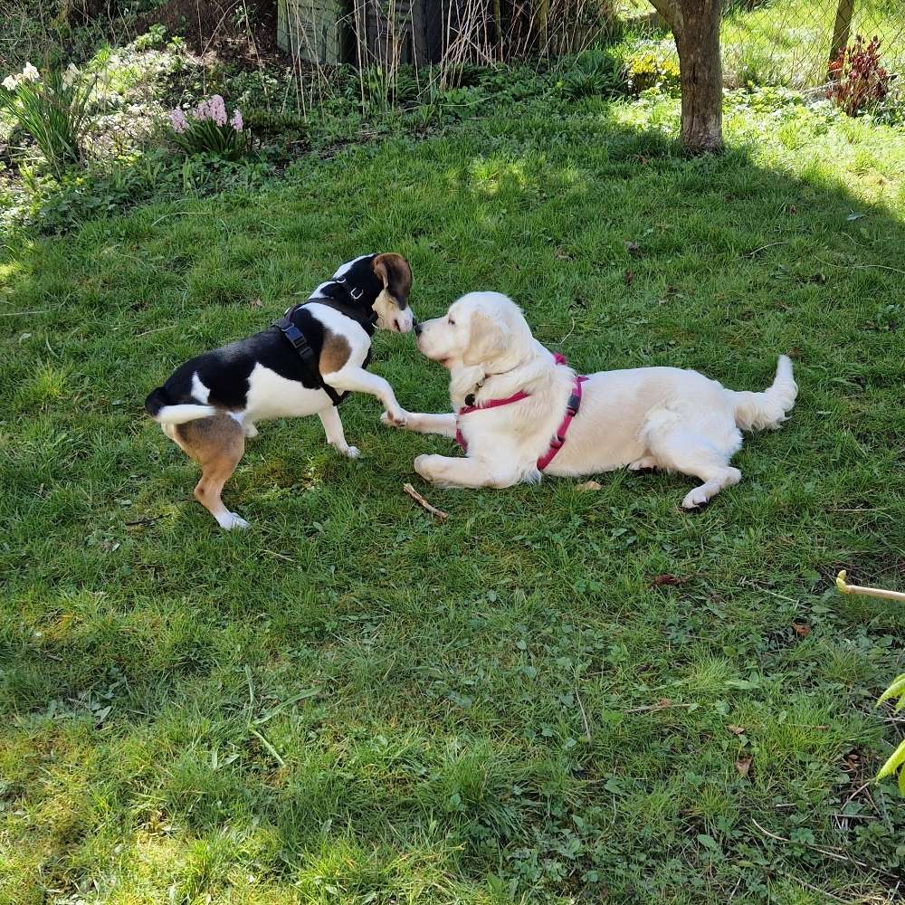 Hundetreffen-Gemeinsam Spazieren gehen und spielen-Profilbild