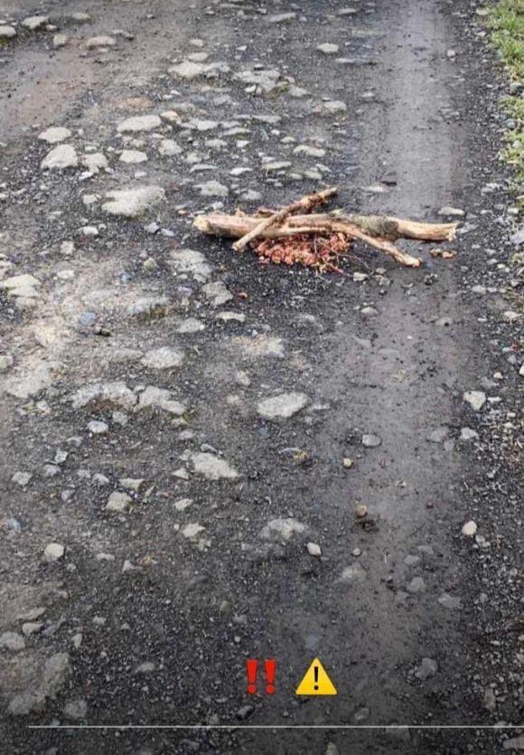 Giftköder-Giftköder-Profilbild