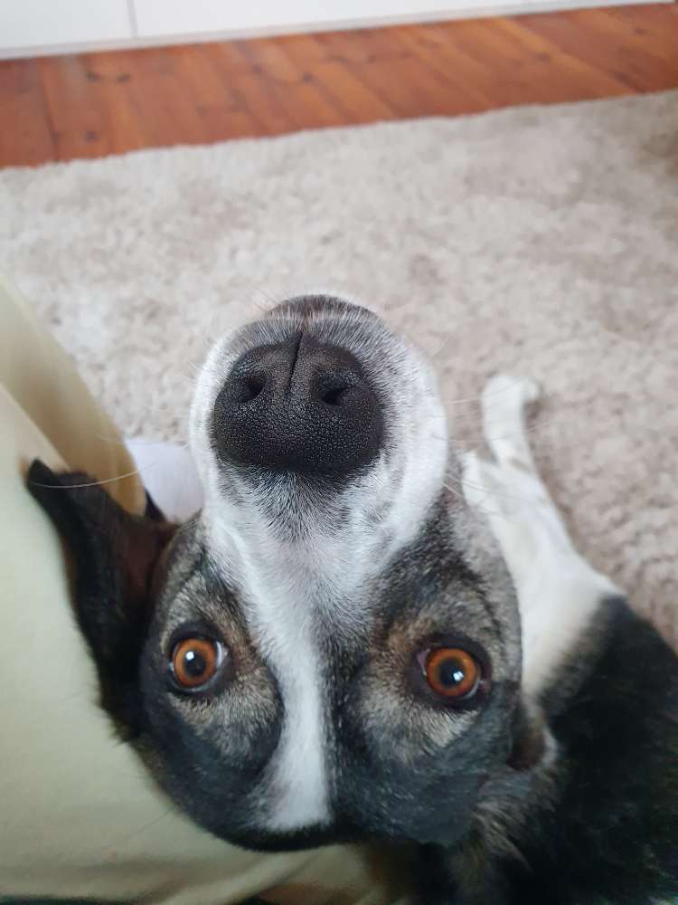 Hundetreffen-Entspanntes Spazierengehen-Profilbild