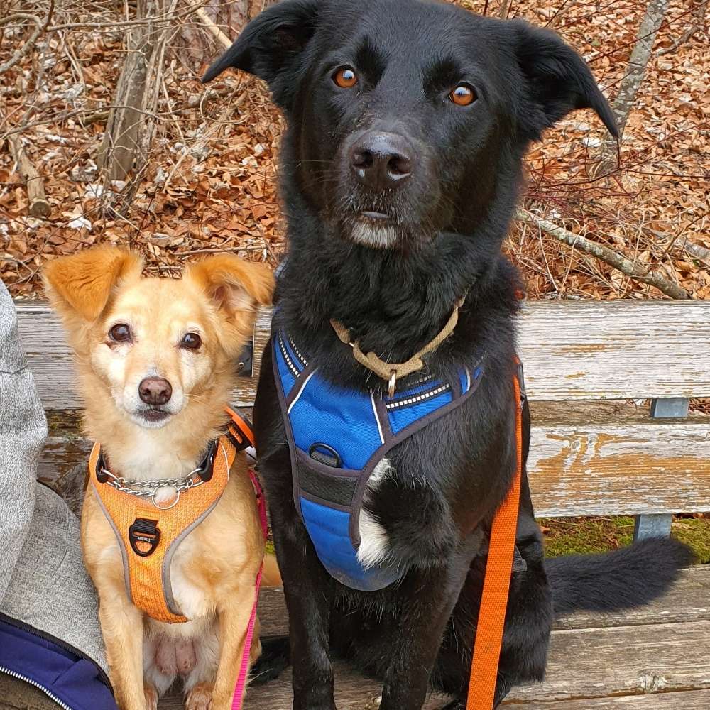 Hundetreffen-Gassi gehen-Profilbild