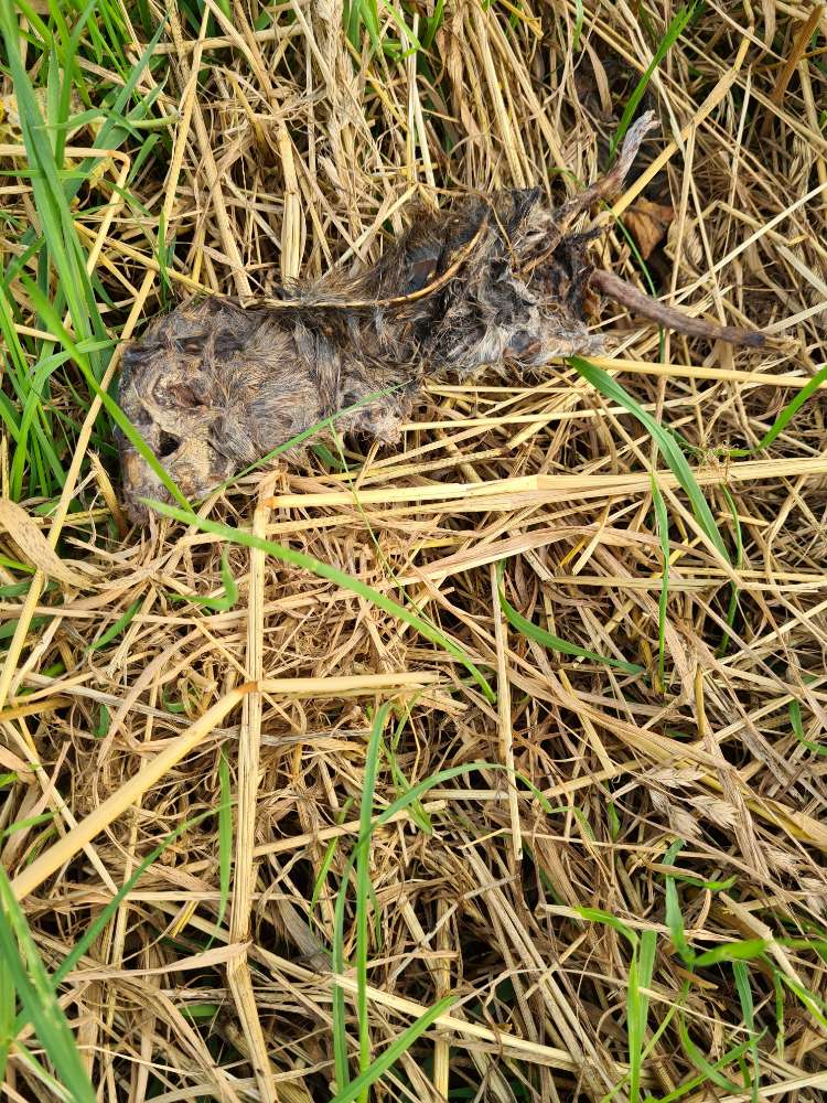 Giftköder-Ratten kadaver-Profilbild