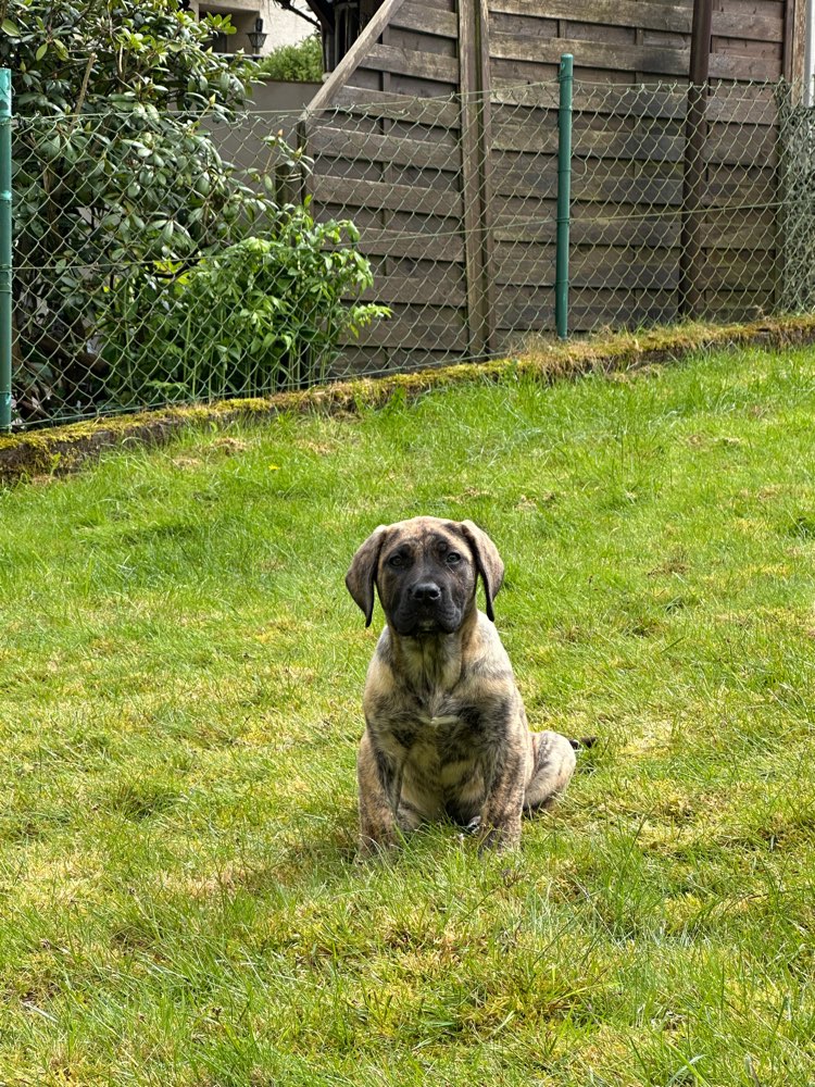Hundetreffen-Welpe 3,5 Monate sucht Spielkameraden-Profilbild