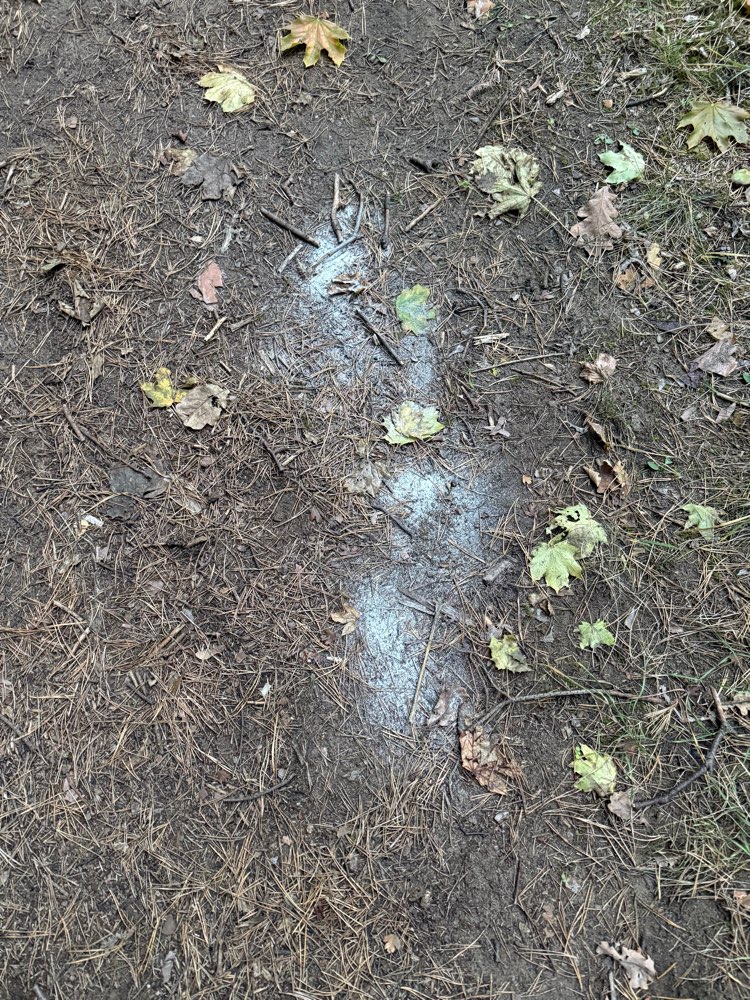 Giftköder-Weißes Pulver 2mal auf Pfad-Profilbild