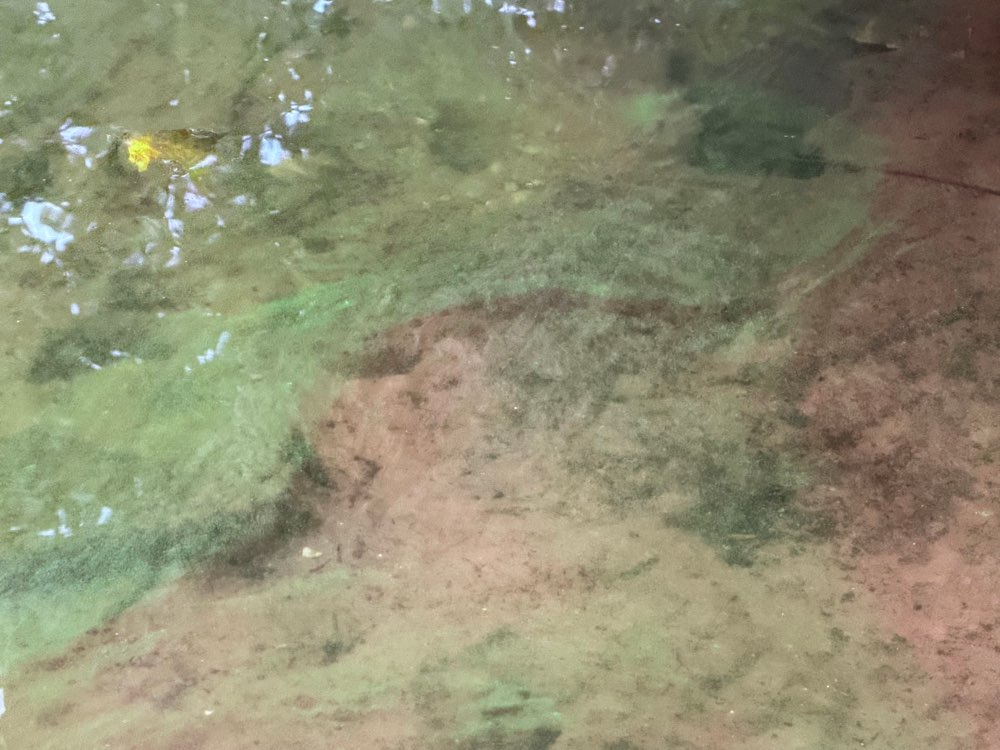 Giftköder-Blaualgen im Main-Profilbild