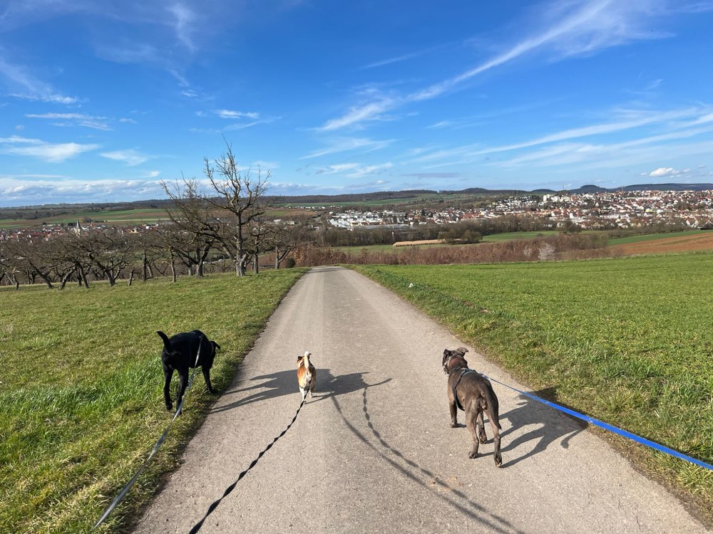 Hundetreffen-Missverstandene Hunde mit Leinenaggression-Profilbild