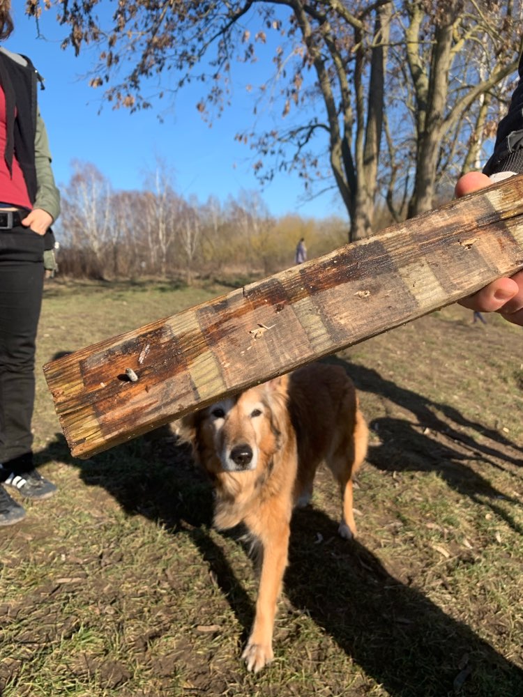 Giftköder-Holz mit Nägeln und Schrauben-Profilbild
