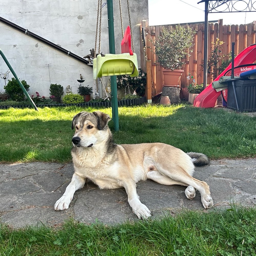 Hundetreffen-Spiel- und Gassifreund für Bodi gesucht-Profilbild