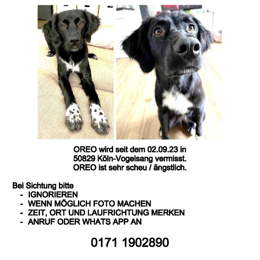 Suchmeldung-Oreo-Profilbild