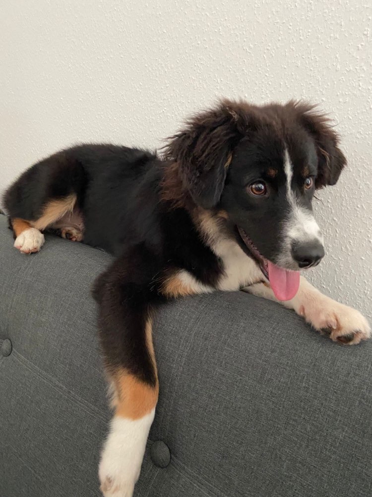 Hundetreffen-Junghunde Treffen 4 bis 12 Monate-Profilbild