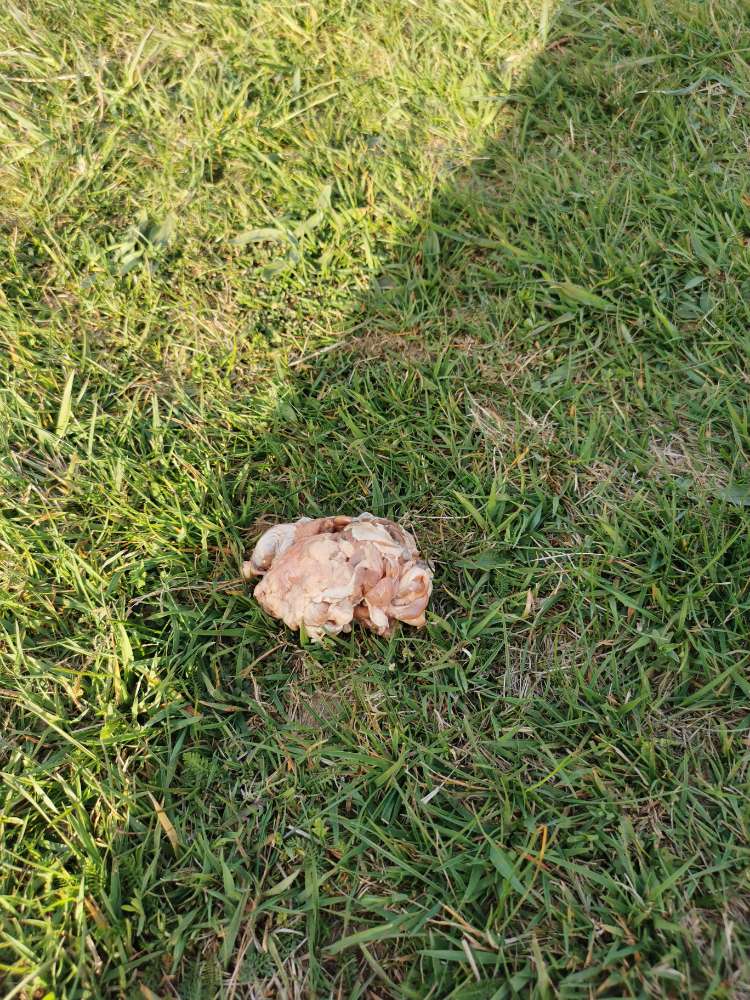 Giftköder-Ausgelegte Innereien-Profilbild