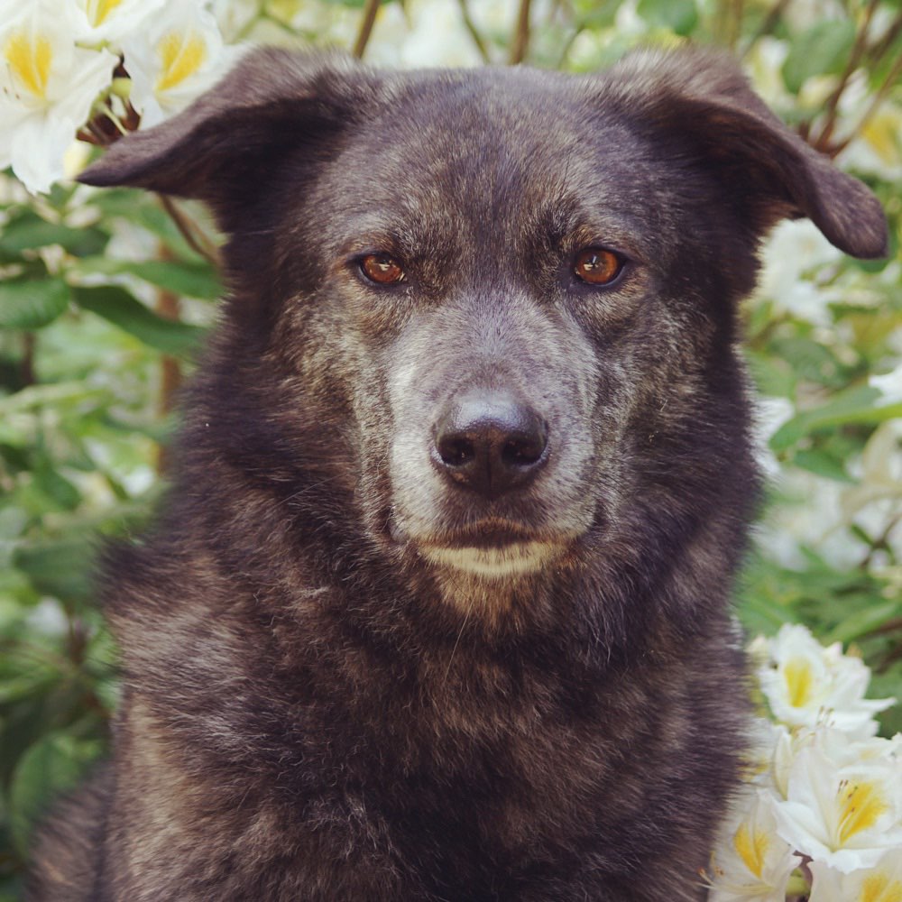 Hundetreffen-Gemeinsamer Spaziergang-Profilbild