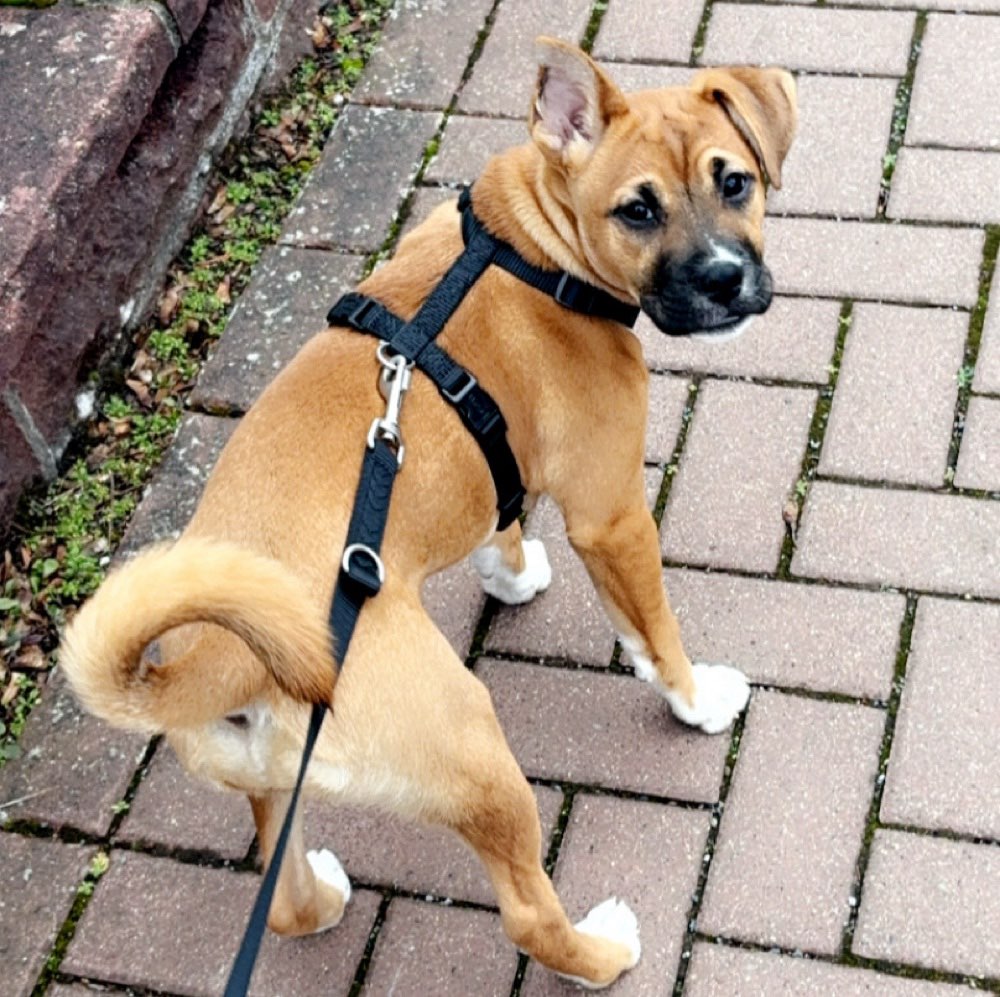 Hundetreffen-Welpentreffen in Bad Harzburg-Profilbild