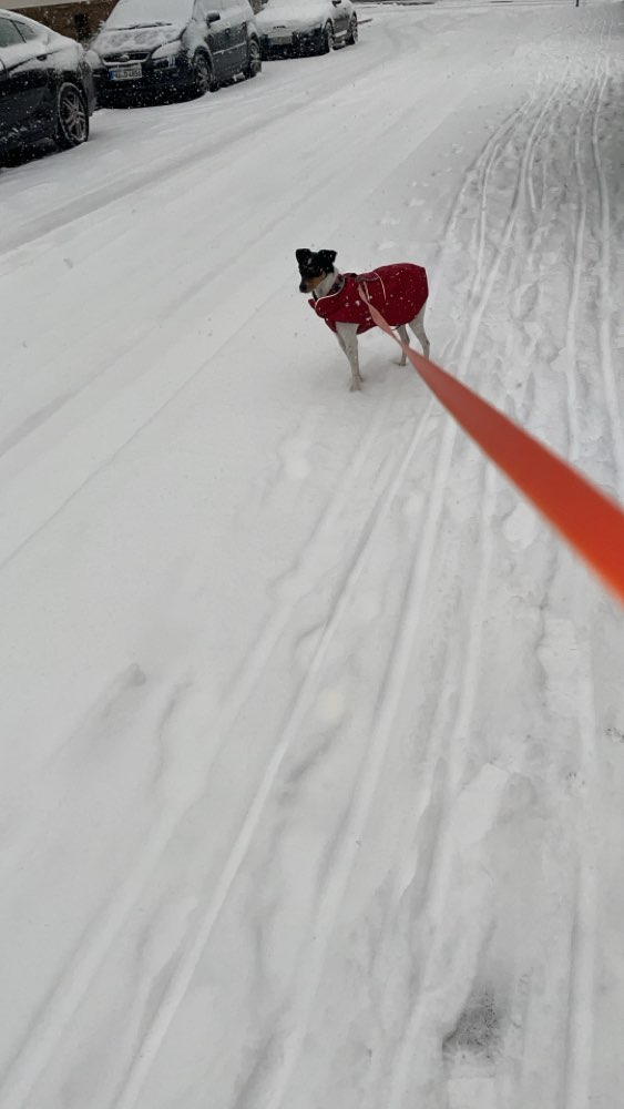 Hundetreffen-Treffen mit Bodequeros-Profilbild