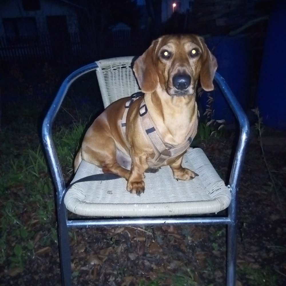 Hundetreffen-Gassirunde-Profilbild