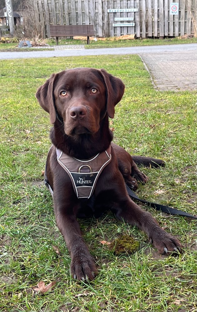 Hundetreffen-Spielen und Lernen-Profilbild