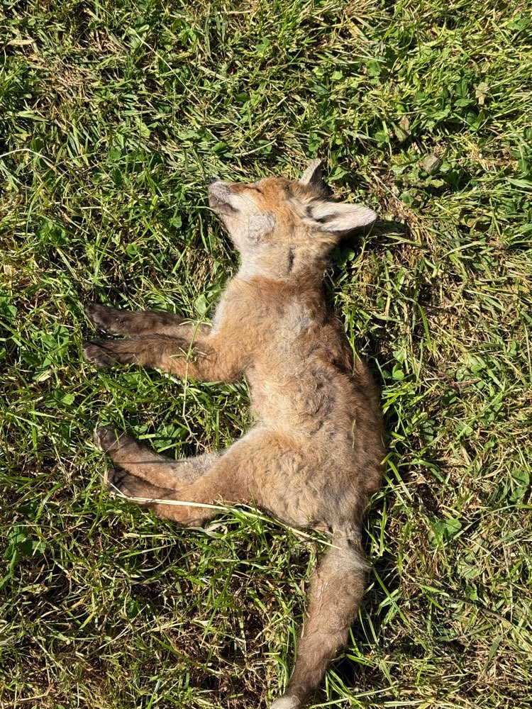 Giftköder-Kleine Füchse-Profilbild