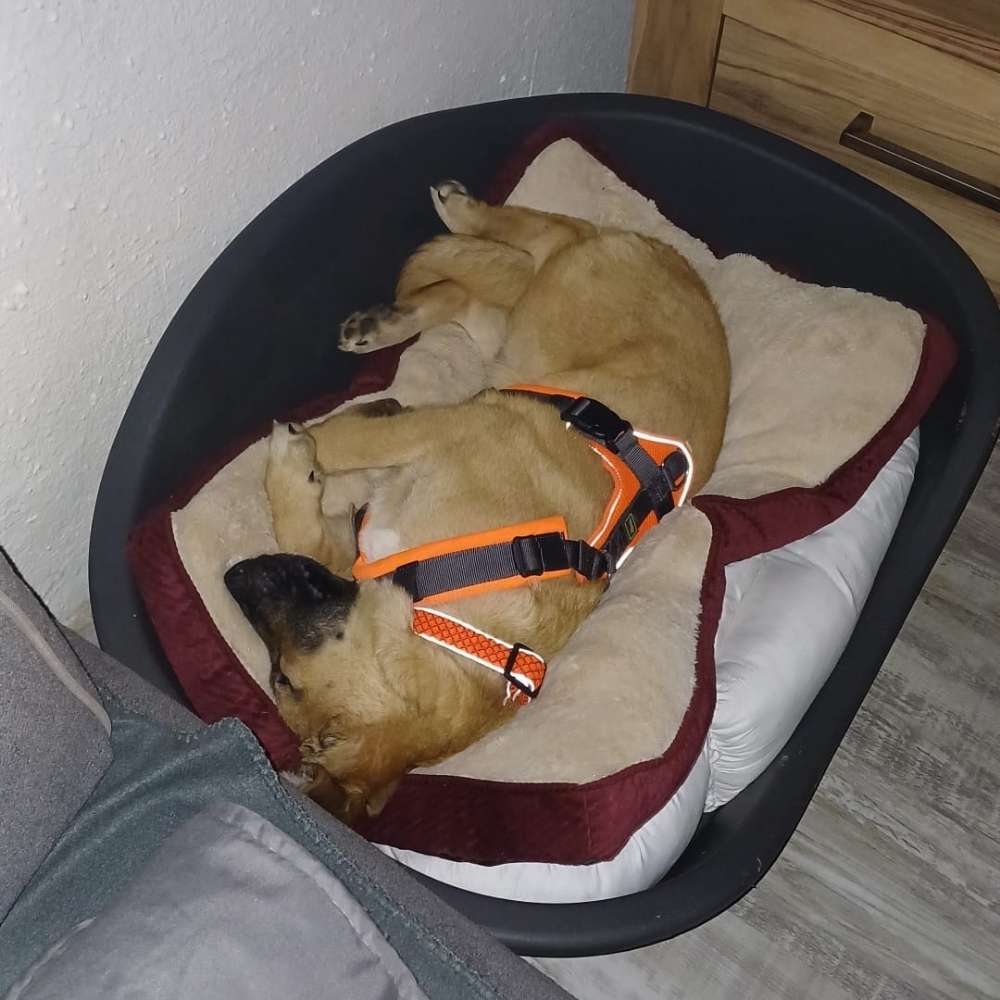 Hundetreffen-Welpentreffen-Profilbild