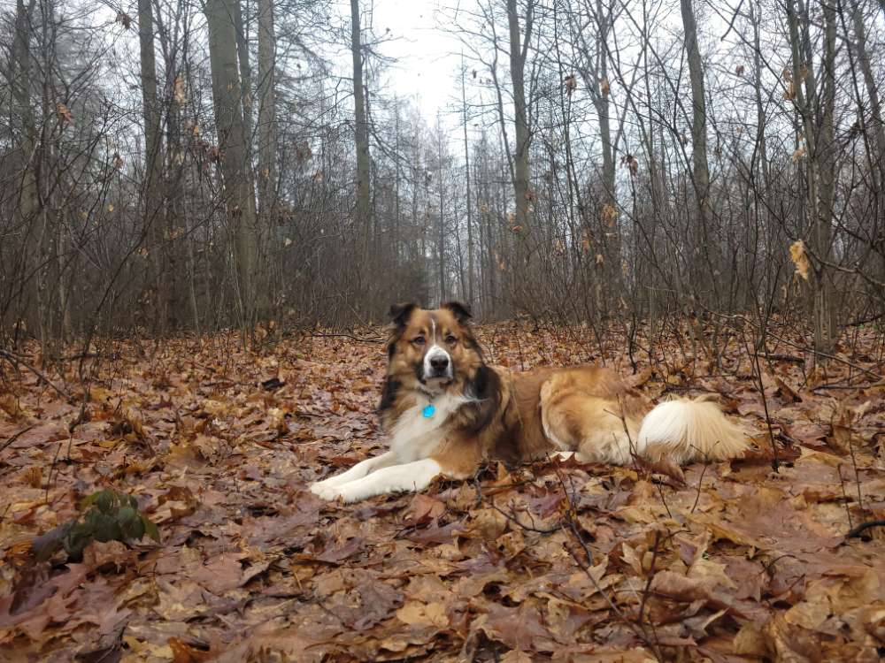 Hundetreffen-Gassirunde mit Spiel und Spaß-Profilbild