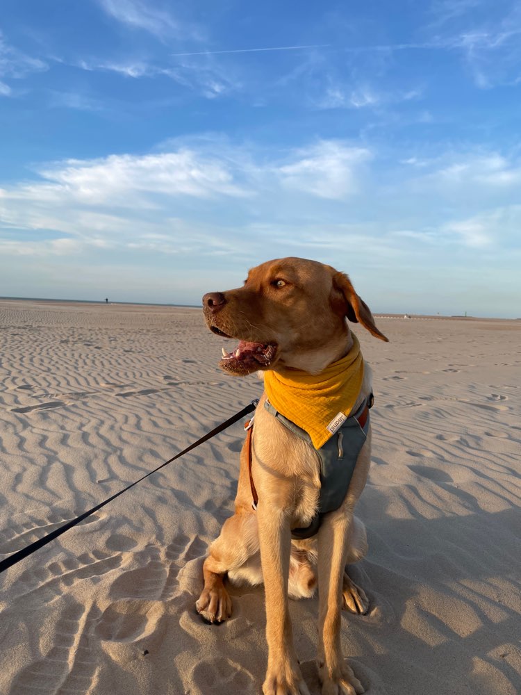 Hundetreffen-Spieltreffen Junghunde-Profilbild