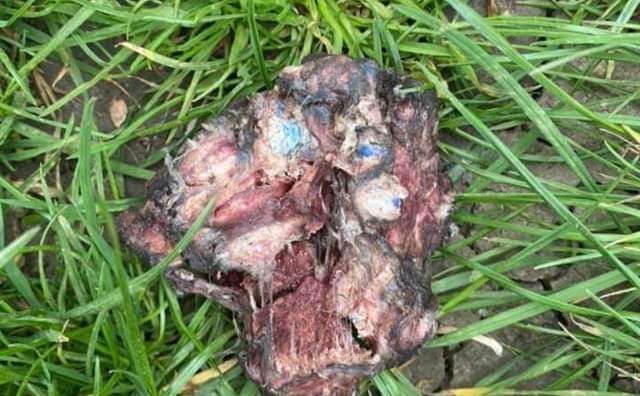 Giftköder-Giftköder am Rhein (Niehler Hafen)-Profilbild