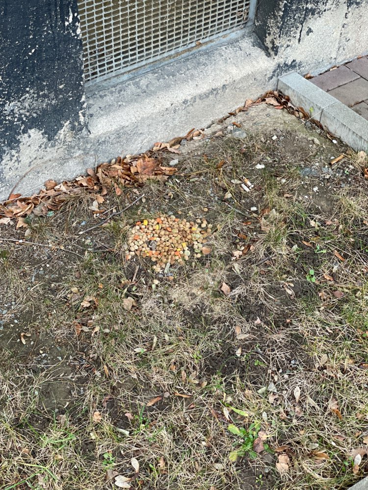 Giftköder-Futter ausgelegt-Profilbild