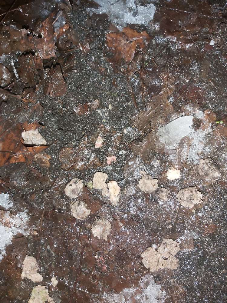 Giftköder-Vermutliche mehrere Haufen Giftköder-Profilbild