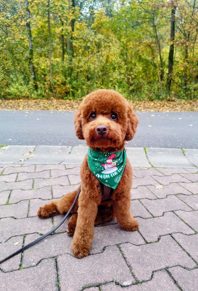 Hundetreffen-Gassi-/Spieltreffen-Profilbild