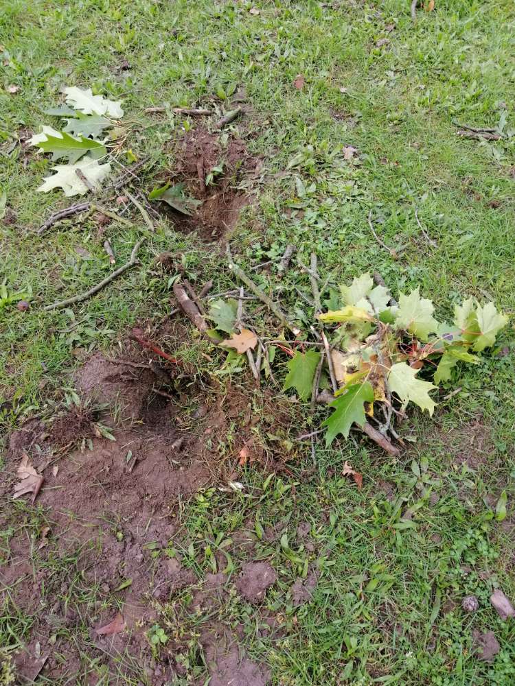 Giftköder-Präparierte Buddellöcher-Profilbild