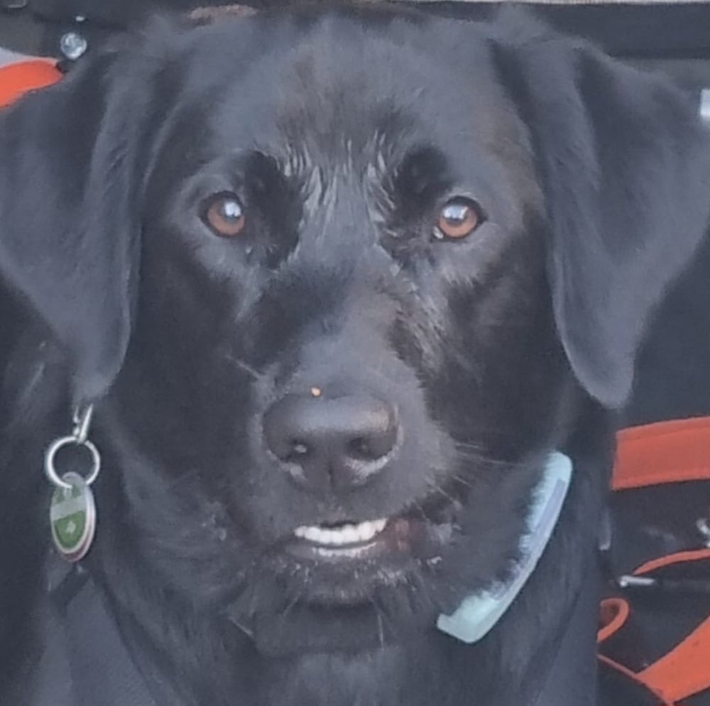 Hundetreffen-Odin sucht souveräne Spielpartner-Profilbild