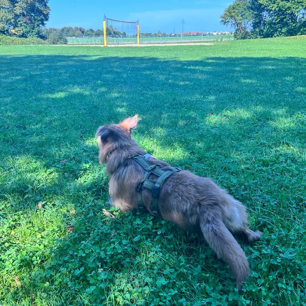 Hundetreffen-Gassi/Spielrunde in Germering/Harthaus-Profilbild