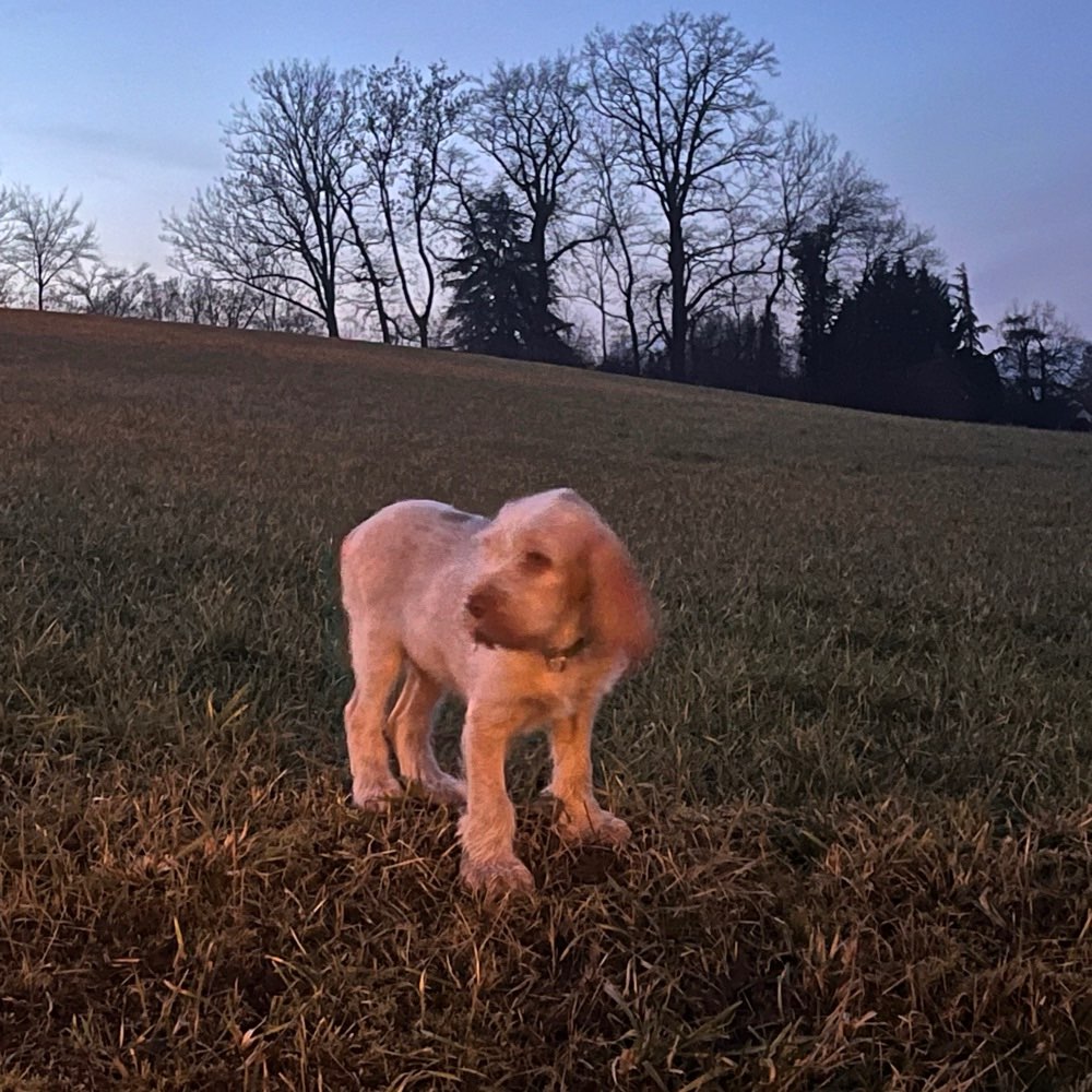 Hundetreffen-Welpentreff Raum Dietikon-Profilbild