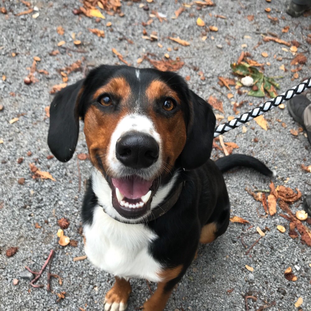 Hundetreffen-Spielfreunde gesucht 🤪-Profilbild